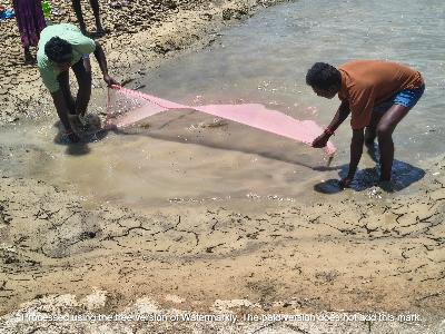 Fish Harvesting  in pallapatti 