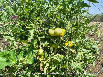 Kitchen Garden pallpatti 
