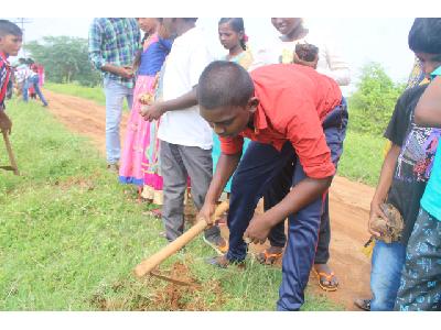 Palm Seeds Sowing